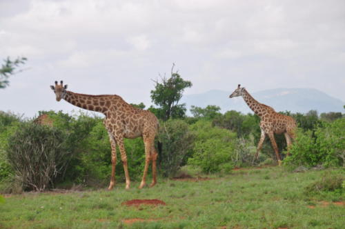 Kenya 2017