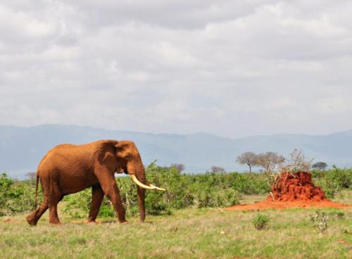 Kenya 2017